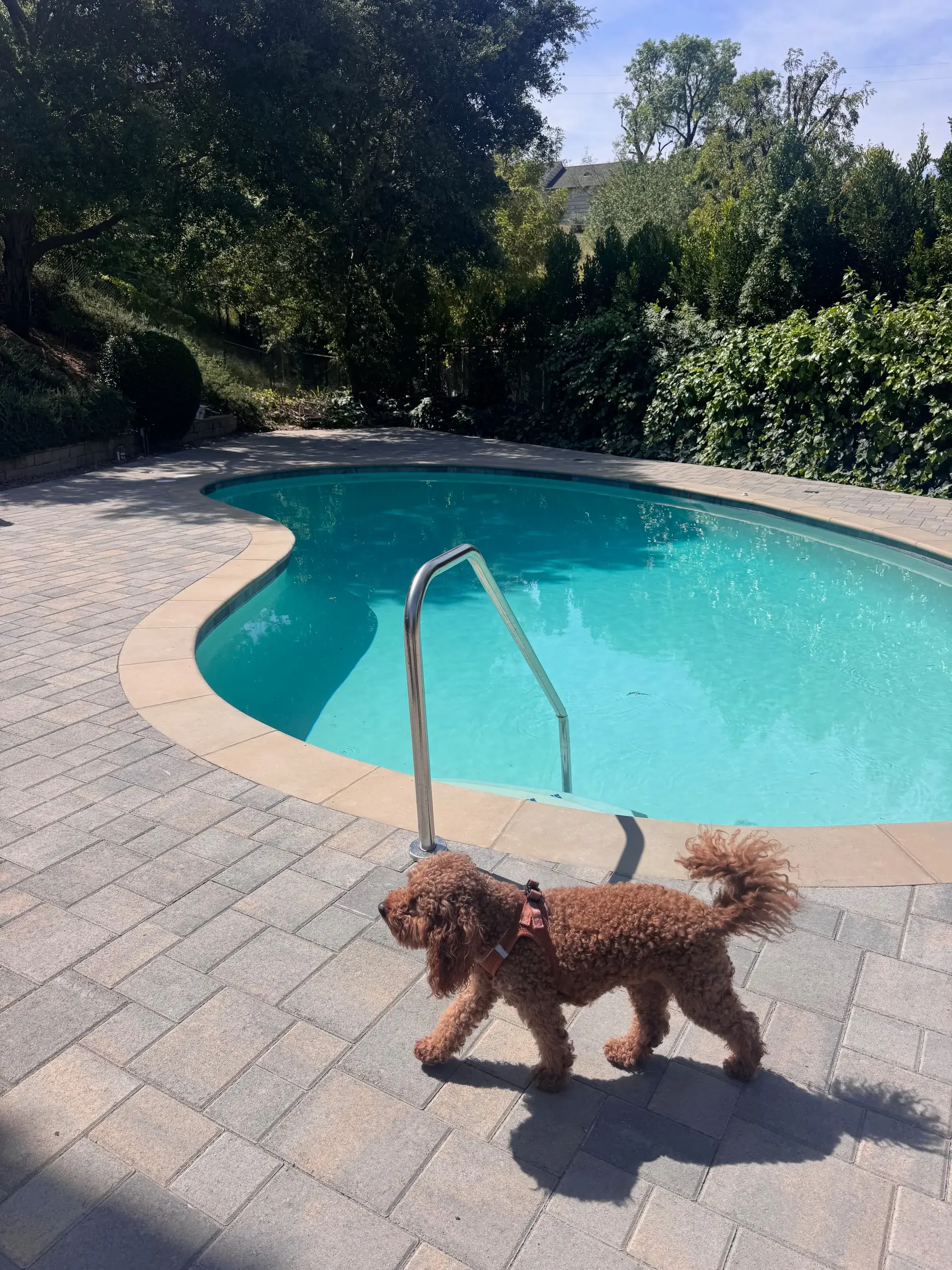 Brown dog beside a clear blue pool