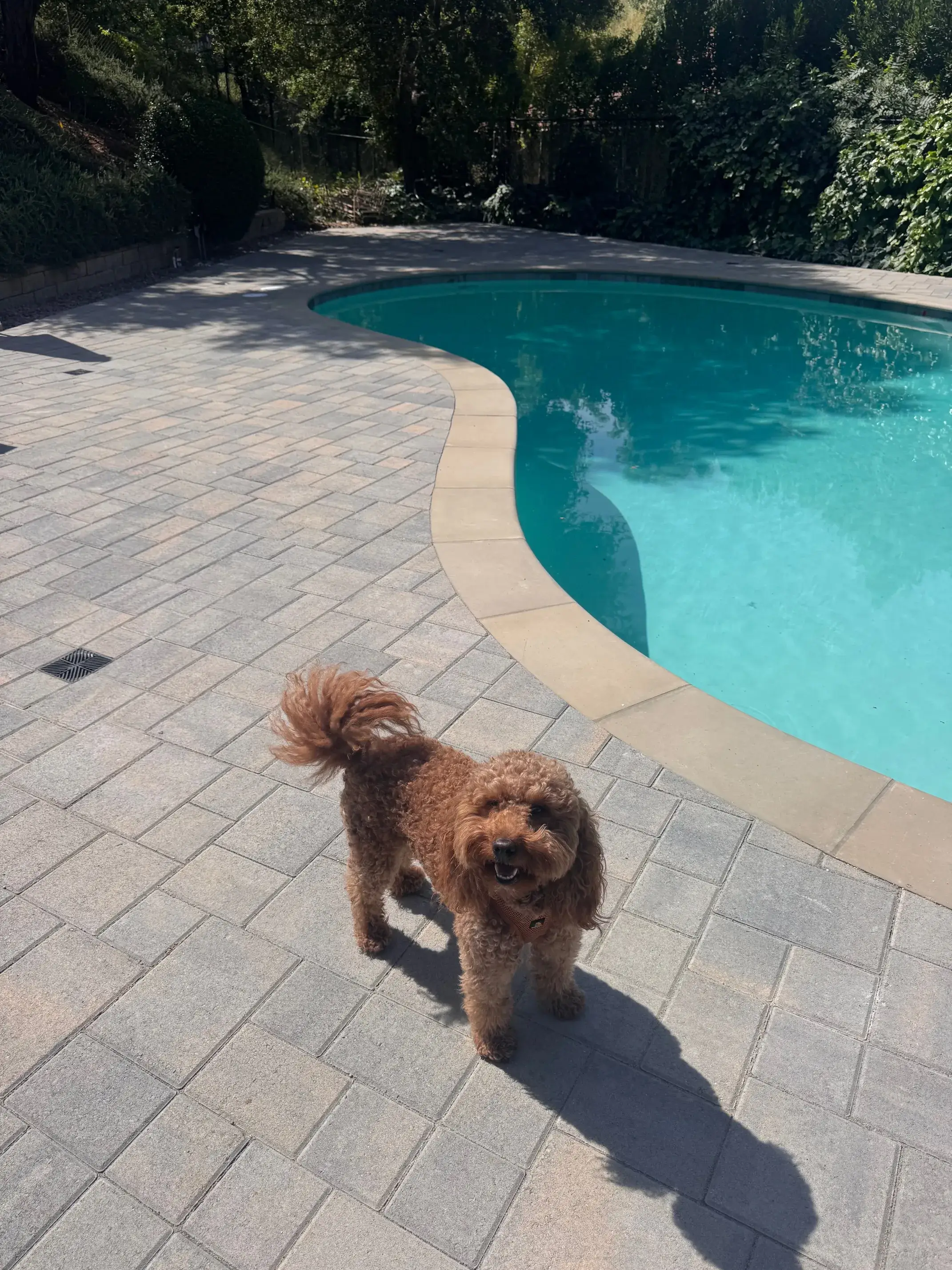 Fluffy dog standing near blue pool